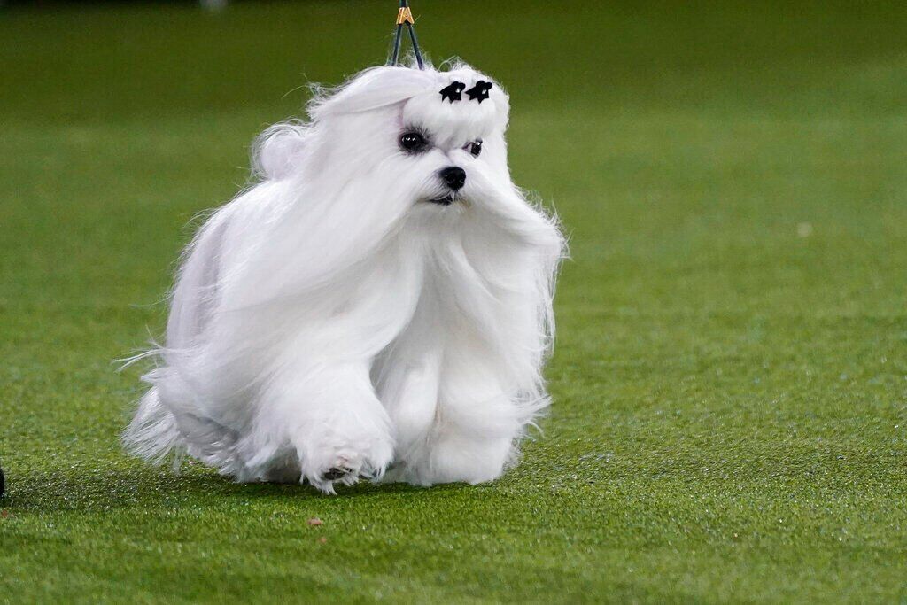 Westminster Dog Show
